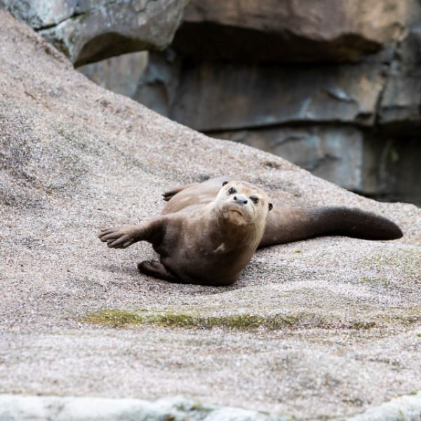 GIANT OTTER VIP EXPERIENCE VOUCHER