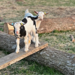 Gift Voucher - In With The Goats / Kids: 5 People