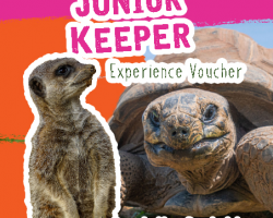 Pink and orange background with a picture of a giant tortoise and a meerkat