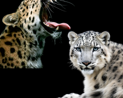Purchase a unique Leopard Feeding Experience