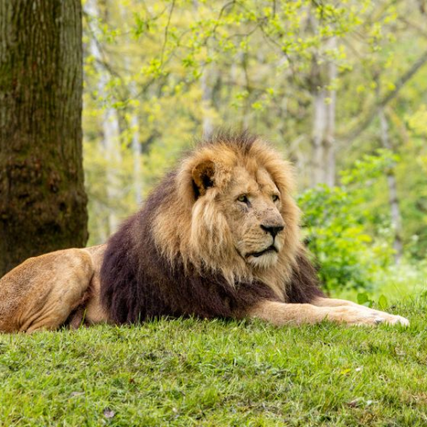 LION VIP EXPERIENCE VOUCHER