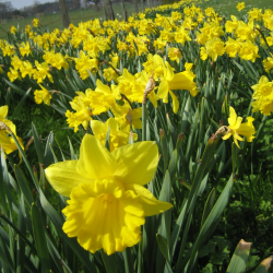 Season Ticket Holder Family Voucher