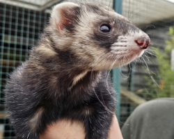Ferret Encounter