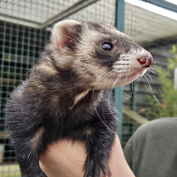 Ferret Encounter
