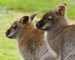 Gift Voucher - Junior Animal Carer Experience - 2 People