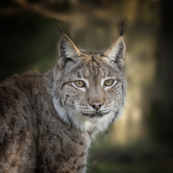 Big Cat Encounter midweek with additional participant Gift Voucher