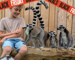 BF Gift: RING-TAILED LEMUR EXPERIENCE - 1 person