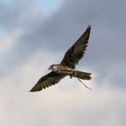 Introduction to Falconry