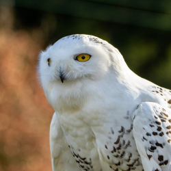 Owl Encounter