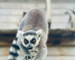 Lemur Experience