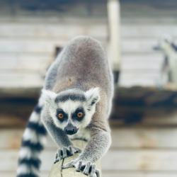 Lemur Experience