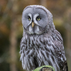 Junior Falconry