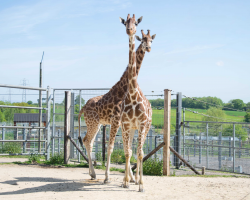 Double Big Zoo Experience Gift Voucher