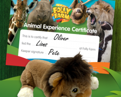 Lion feeding experience gift voucher for one person including day entry