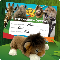 Lion feeding experience gift voucher for one person including day entry