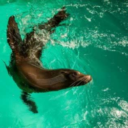 Mini Sea Lion Experience