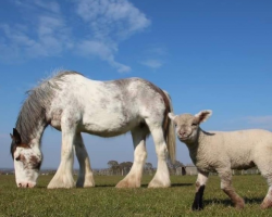 Gift Entry for the Open Farm