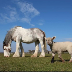 Gift Entry for the Open Farm