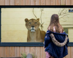 Gift Voucher - Big Cat Experience - 2 People