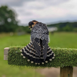 Beginner Course in Falconry