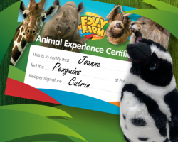 Penguin feeding experience gift voucher for one person including day entry