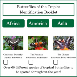 Tropical Butterfly Identification Booklet