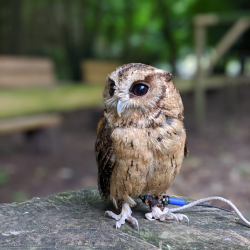 Sponsor an Owl