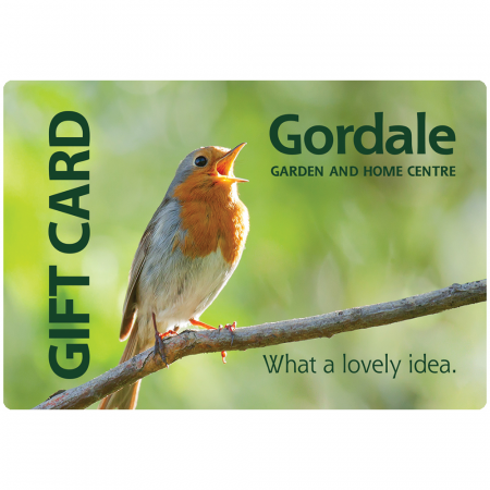 Chirping Robin