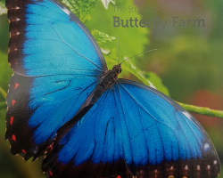 Stratford Butterfly Farm Guide Book