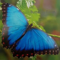 Stratford Butterfly Farm Guide Book