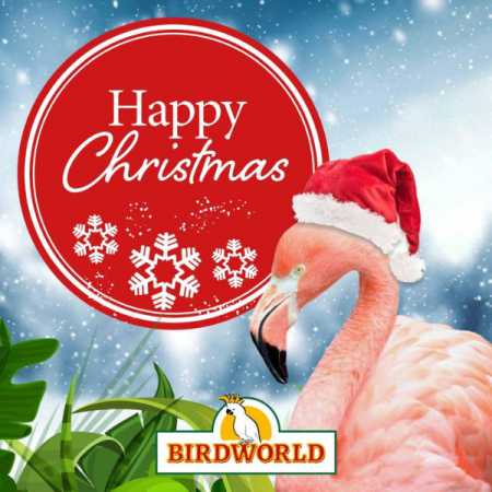 Christmas Flamingo Gift Voucher