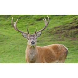 Red Deer Adoption