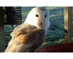 Barn Owl Adoption
