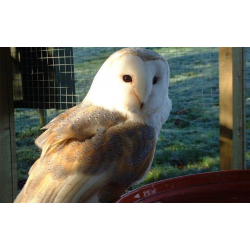 Barn Owl Adoption