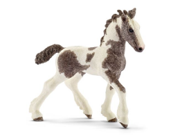 Tinker Foal