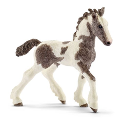 Tinker Foal