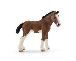 Clydesdale Foal