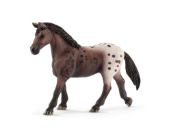 Appaloosa Mare