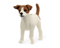 Jack Russell terrier