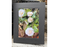 Camellias 7" x 5" Print with Mount (14)