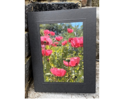 Poppies 7" x 5" Print with Mount (16)