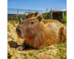 Capybara laying in a mud wallow in the sun