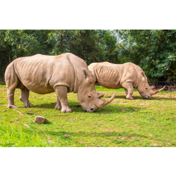 Family Rhino Adoption