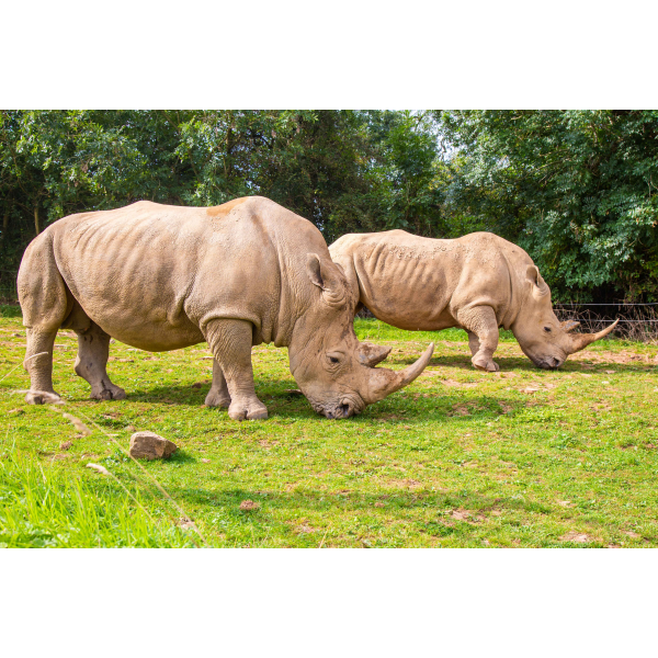 Family Rhino Adoption