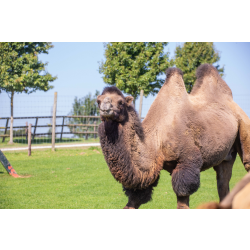Family Camel Adoption