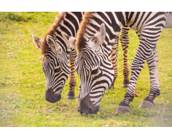 Zebra Adoption
