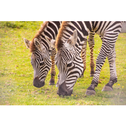 Family Zebra Adoption