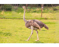 Ostrich Adoption