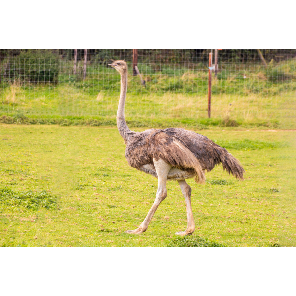 Ostrich Adoption