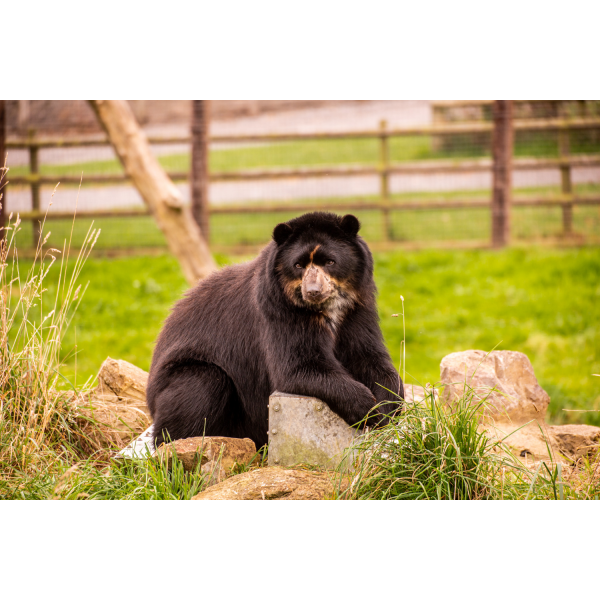 Family Bear Adoption